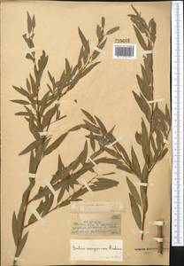 Salix songarica Andersson, Middle Asia, Muyunkumy, Balkhash & Betpak-Dala (M9) (Kazakhstan)