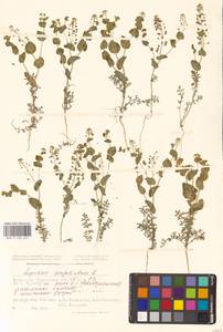 Lepidium perfoliatum L., Middle Asia, Caspian Ustyurt & Northern Aralia (M8) (Kazakhstan)