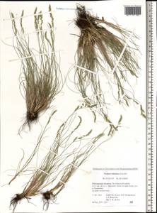 Festuca valesiaca Schleich. ex Gaudin, Eastern Europe, Rostov Oblast (E12a) (Russia)