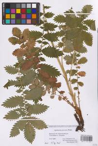 Agrimonia procera Wallr., Eastern Europe, Western region (E3) (Russia)