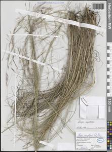 Stipa capillata L., Eastern Europe, Volga-Kama region (E7) (Russia)