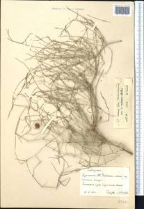 Calligonum setosum (Litv.) Litv., Middle Asia, Karakum (M6) (Turkmenistan)