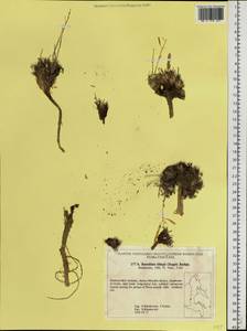 Borodinia macrophylla (Turcz.) O. E. Schulz, Siberia, Russian Far East (S6) (Russia)
