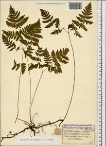 Gymnocarpium dryopteris (L.) Newman, Caucasus, Stavropol Krai, Karachay-Cherkessia & Kabardino-Balkaria (K1b) (Russia)