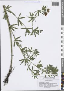 Trifolium lupinaster L., Eastern Europe, Central forest-and-steppe region (E6) (Russia)