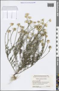 Anthemis ruthenica M. Bieb., Eastern Europe, Lower Volga region (E9) (Russia)