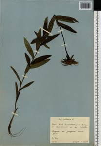 Pentanema salicinum (L.) D. Gut. Larr., Santos-Vicente, Anderb., E. Rico & M. M. Mart. Ort., Eastern Europe, Eastern region (E10) (Russia)