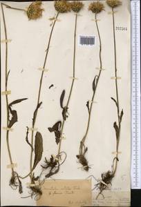 Klasea marginata (Tausch) Kitag., Middle Asia, Dzungarian Alatau & Tarbagatai (M5) (Kazakhstan)