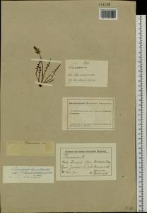 Taraxacum leucanthum (Ledeb.) Ledeb., Siberia, Altai & Sayany Mountains (S2) (Russia)