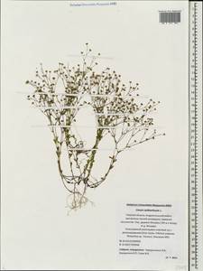 Linum catharticum L., Eastern Europe, North-Western region (E2) (Russia)