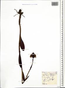 Traunsteinera sphaerica (M.Bieb.) Schltr., Caucasus, Stavropol Krai, Karachay-Cherkessia & Kabardino-Balkaria (K1b) (Russia)