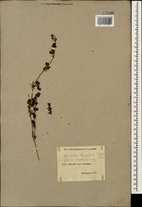 Galium humifusum M.Bieb., Caucasus, Armenia (K5) (Armenia)