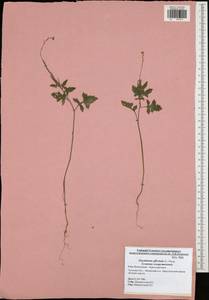 Sisymbrium officinale (L.) Scop., Eastern Europe, Central region (E4) (Russia)