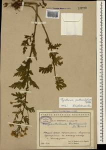 Tanacetum partheniifolium (Willd.) Sch. Bip., Crimea (KRYM) (Russia)