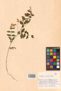 Lathyrus humilis (Ser.) Fisch. ex Spreng., Siberia, Russian Far East (S6) (Russia)