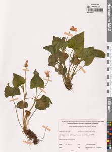 Viola langsdorfii subsp. sachalinensis W.Becker, Siberia, Chukotka & Kamchatka (S7) (Russia)