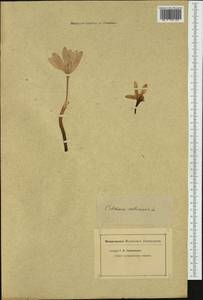 Colchicum autumnale L., Western Europe (EUR) (Not classified)