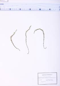 Asplenium trichomanes L., Siberia, Altai & Sayany Mountains (S2) (Russia)