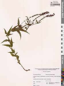 Veronica longifolia L., Siberia, Yakutia (S5) (Russia)
