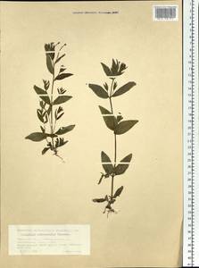 Epilobium ciliatum subsp. ciliatum, Siberia, Western Siberia (S1) (Russia)