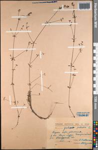 Galium palustre L., Middle Asia, Northern & Central Kazakhstan (M10) (Kazakhstan)