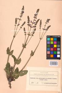 MHA 0 156 276, Salvia pratensis L., Eastern Europe, West Ukrainian region (E13) (Ukraine)