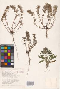 MHA 0 155 038, Ajuga chamaepitys (L.) Schreb., Eastern Europe, South Ukrainian region (E12) (Ukraine)