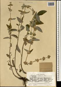 Stachys hissarica Regel, South Asia, South Asia (Asia outside ex-Soviet states and Mongolia) (ASIA) (Afghanistan)