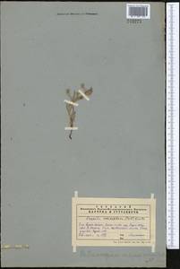 Pseudoheterocaryum rigidum (A. DC.) Kaz. Osaloo & Saadati, Middle Asia, Western Tian Shan & Karatau (M3) (Kazakhstan)