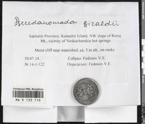 Pseudanomodon giraldii (Müll. Hal.) Ignatov & Fedosov, Bryophytes, Bryophytes - Russian Far East (excl. Chukotka & Kamchatka) (B20) (Russia)