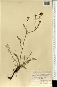 Filifolium sibiricum (L.) Kitam., Mongolia (MONG) (Mongolia)