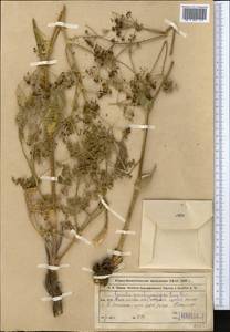 Ferula ovina (Boiss.) Boiss., Middle Asia, Northern & Central Tian Shan (M4) (Kazakhstan)