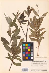 Salix fragilis L., Eastern Europe, North-Western region (E2) (Russia)