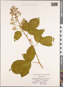 Rubus ibericus Juz., Caucasus, Black Sea Shore (from Novorossiysk to Adler) (K3) (Russia)