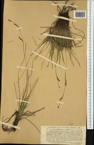Carex pediformis C.A.Mey., Eastern Europe, West Ukrainian region (E13) (Ukraine)