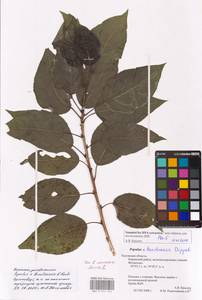 Populus ×berolinensis K. Koch, Eastern Europe, Central region (E4) (Russia)