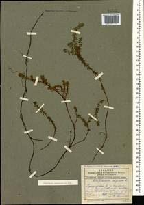 Empetrum nigrum subsp. caucasicum (Juz.) Kuvaev, Caucasus, Dagestan (K2) (Russia)