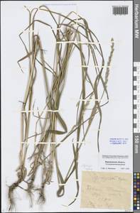 Elymus repens (L.) Gould, Eastern Europe, Central forest-and-steppe region (E6) (Russia)