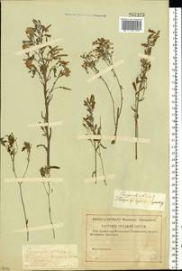 Campanula sibirica L., Eastern Europe, Middle Volga region (E8) (Russia)