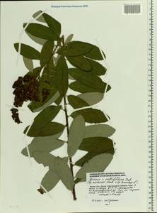 Spiraea pallidiflora, Eastern Europe, Moscow region (E4a) (Russia)