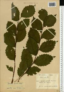 Ulmus laevis Pall., Eastern Europe, Eastern region (E10) (Russia)