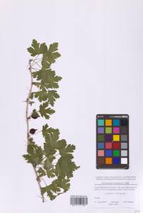 Ribes uva-crispa L., Eastern Europe, Moscow region (E4a) (Russia)