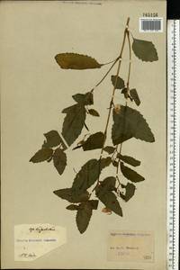 Impatiens noli-tangere L., Eastern Europe, North Ukrainian region (E11) (Ukraine)