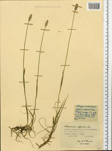 Alopecurus magellanicus Lam., Siberia, Yakutia (S5) (Russia)