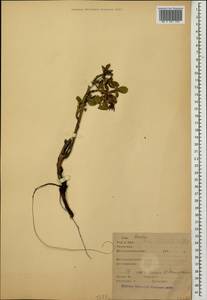 Rosa pulverulenta M. Bieb., Caucasus (no precise locality) (K0)