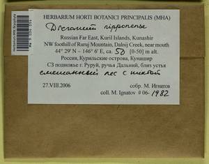 Dicranum nipponense Besch., Bryophytes, Bryophytes - Russian Far East (excl. Chukotka & Kamchatka) (B20) (Russia)