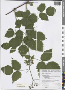 Rubus caesius L., Eastern Europe, Western region (E3) (Russia)