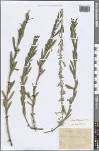 Silene tatarica (L.) Pers., Eastern Europe, Central forest-and-steppe region (E6) (Russia)