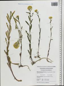 Erysimum odoratum Ehrh., Eastern Europe, Northern region (E1) (Russia)
