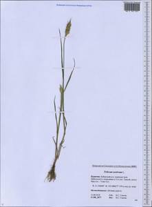 Triticum aestivum L., Siberia, Baikal & Transbaikal region (S4) (Russia)